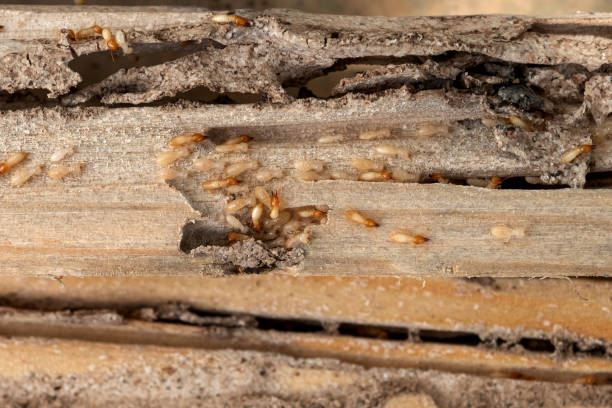 Best Termite Control Services  in Penryn, CA